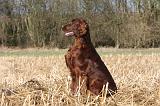 SETTER IRLANDAIS 393